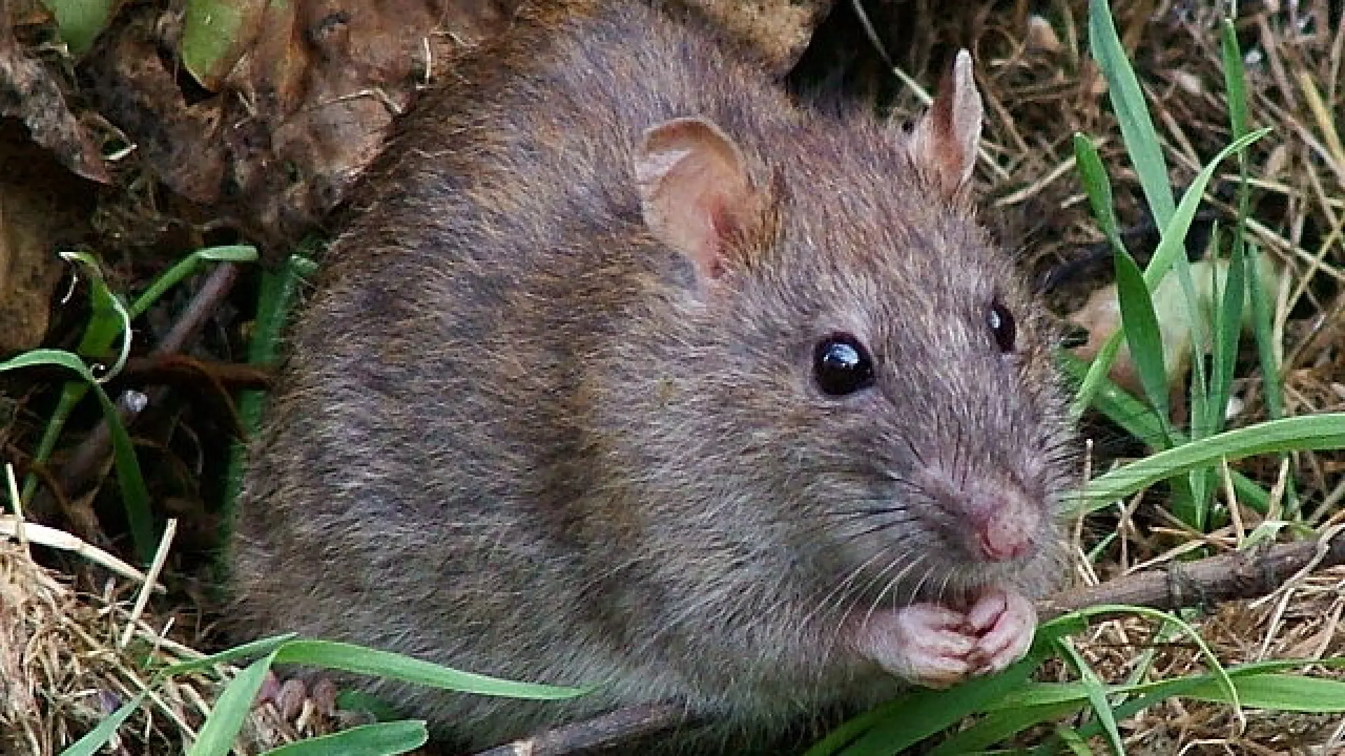 Los Hantavirus, la zoonosis que producen dos peligrosas enfermedades