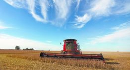 Precio de la soya cae desde máximos de 10 meses por presiones de biocombustibles