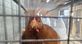 Colombia suspende temporalmente las importaciones de aves vivas desde Brasil por gripe aviar
