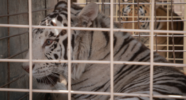 Salvar a los animales de la violencia: el arca de Noé de México