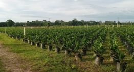 Agrónomos se preocupan por impacto ambiental en cultivo de la palma aceitera