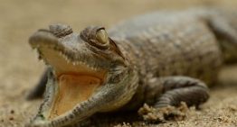 Cocodrilo del Orinoco: una especie a punto de desaparecer por la caza furtiva y el hambre en Venezuela