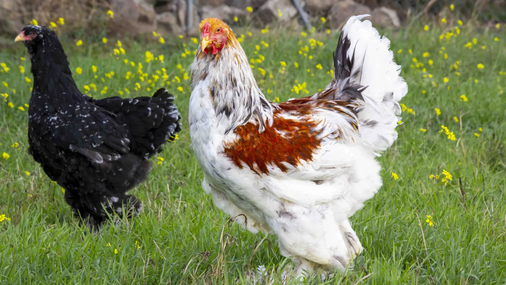 Alerta por gripe aviar: al menos 21 países vetan las compras de pollo de Brasil