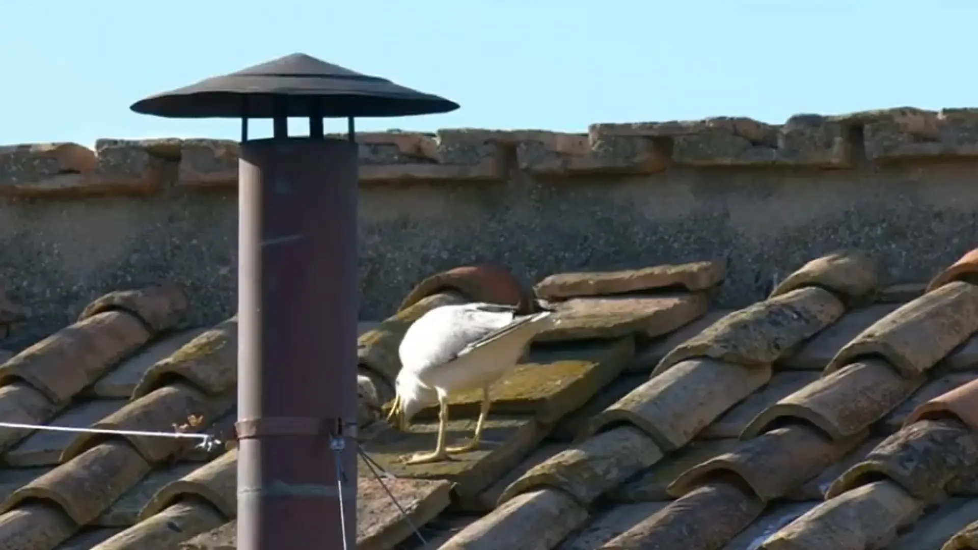 El curioso momento en el que una gaviota regurgita comida para su polluelo segundos antes de la fumata blanca en el Vaticano