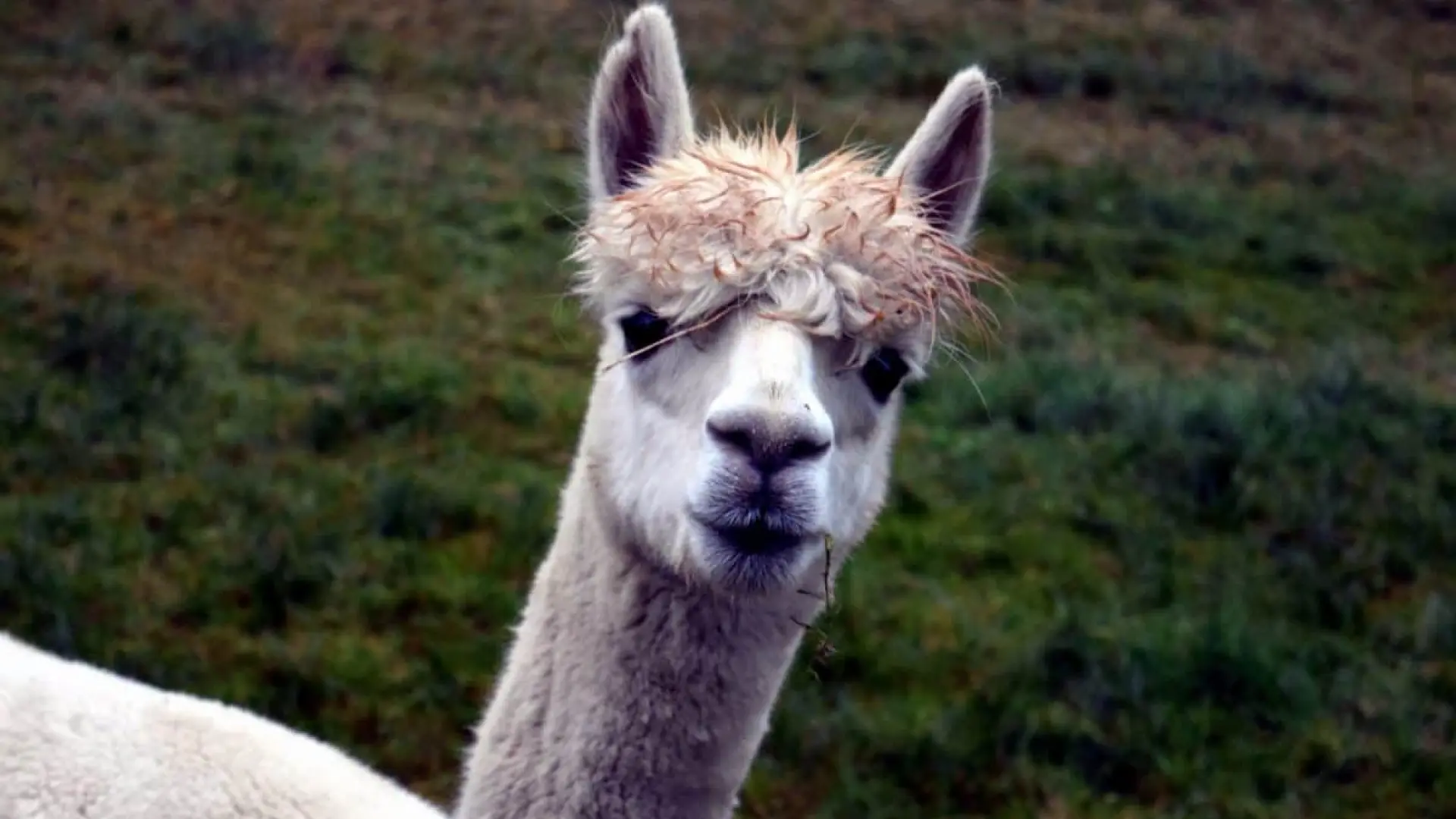 Las llamas pudieron ser domesticadas antes de los incas en el norte semiárido de Chile