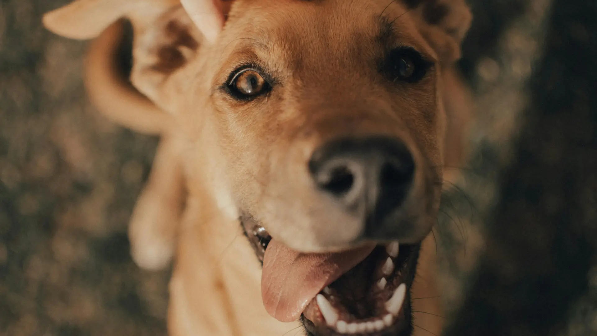 Italia aprueba la ley que obliga a proteger a los animales y endurece las penas por maltrato