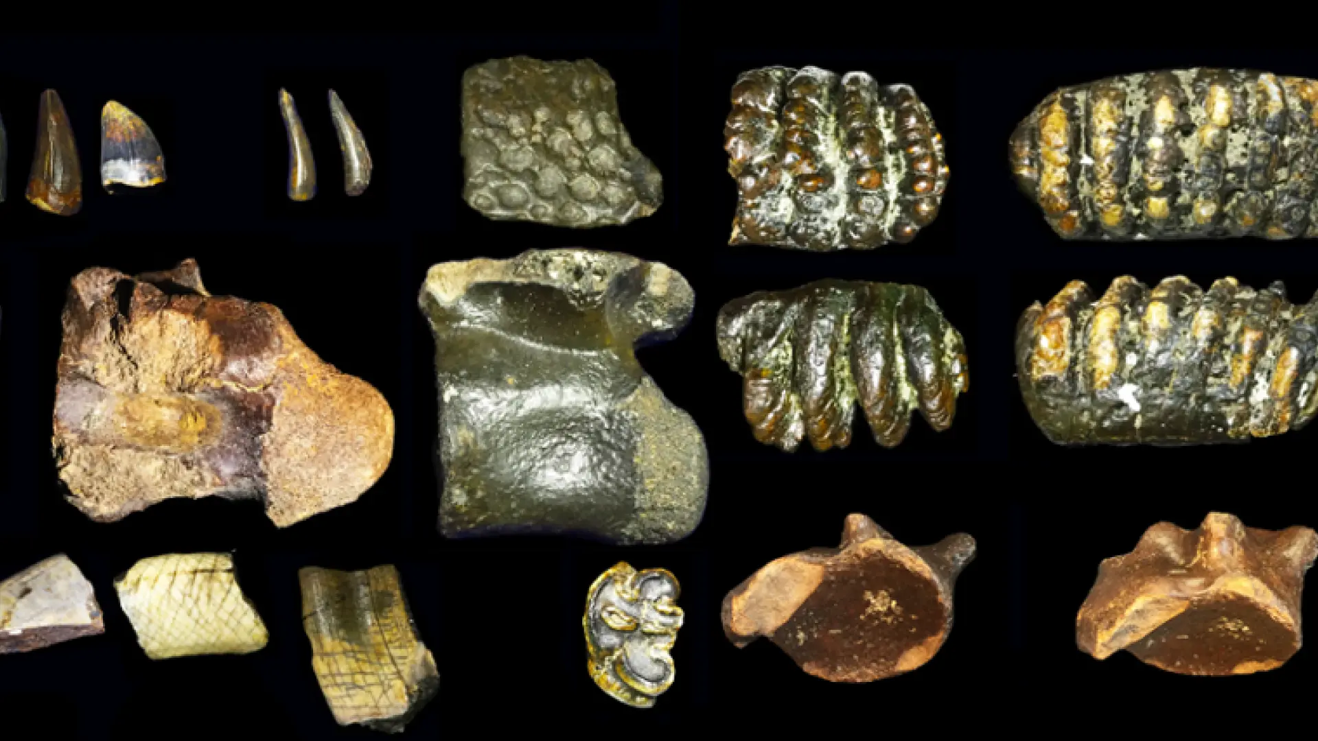 Encuentran bajo el océano un 'mundo perdido' de 140.000 años de antigüedad: hay restos de cráneos de homínidos