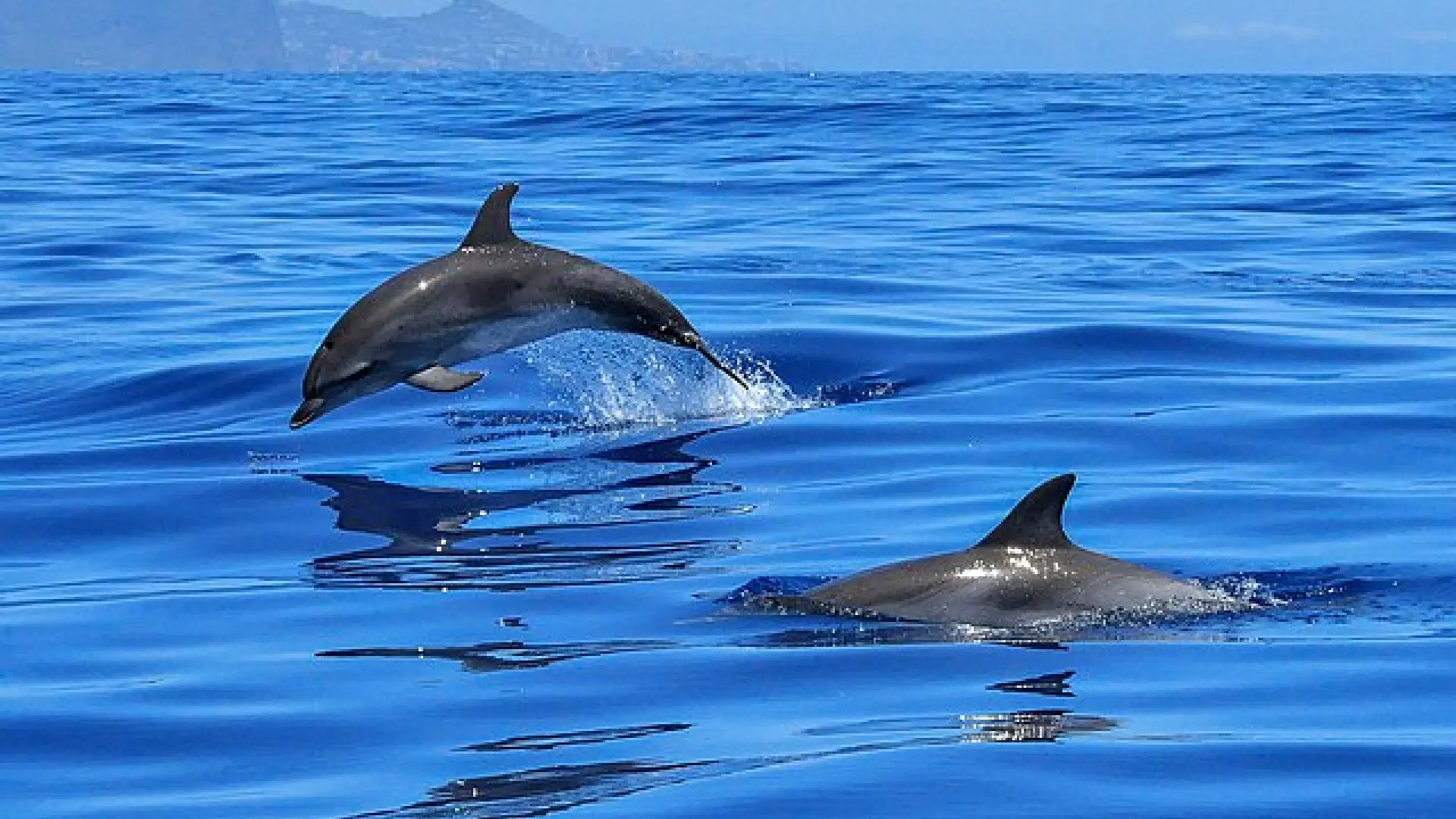 Condenan a un capitán de barco a un mes de cárcel por envenenar y disparar a delfines en el Golfo de México