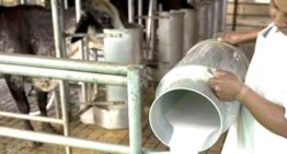 ¿Es posible que caigan los precios de la leche y el queso en Venezuela?