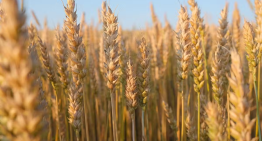 Trigo en EU sube 4% e impulsa al maíz y la soya