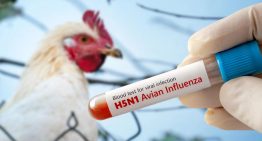 Brasil se declara «libre» de gripe aviar tras periodo observación de 28 días