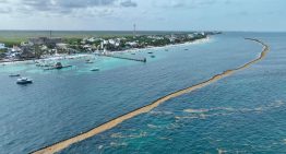 En Quintana Roo enfrentan sargazo con estrategia, coordinación y resultados.
