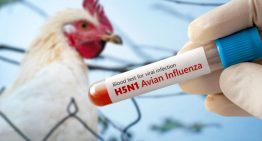 Brasil se declara «libre» de gripe aviar tras periodo observación de 28 días