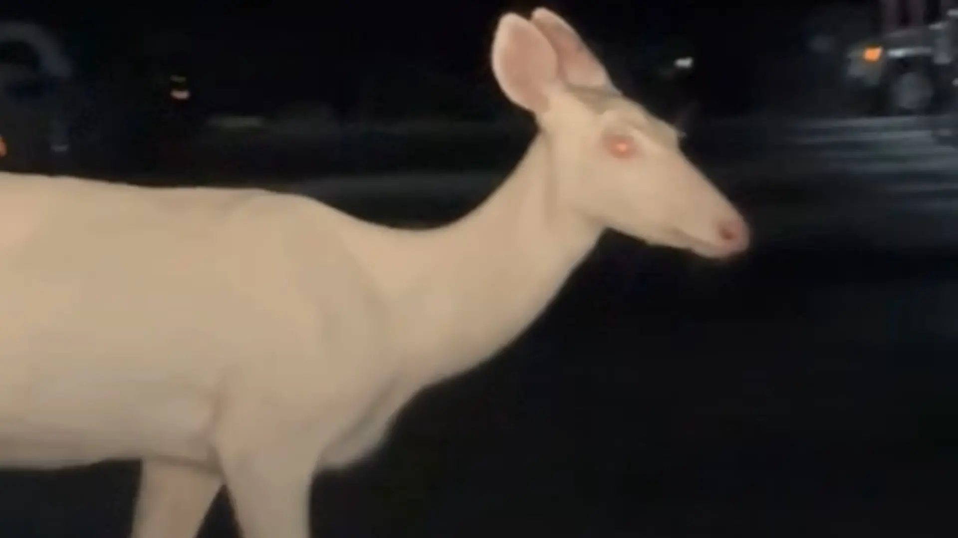 Un hombre logra captar imágenes de un raro animal albino: solo hay un ejemplar de cada 30.000