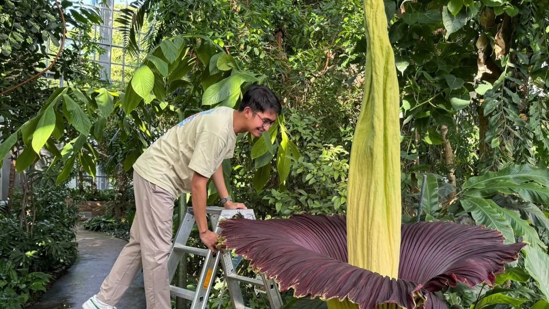 Berlín celebra el florecer de su aro gigante, la flor más grande de peor olor