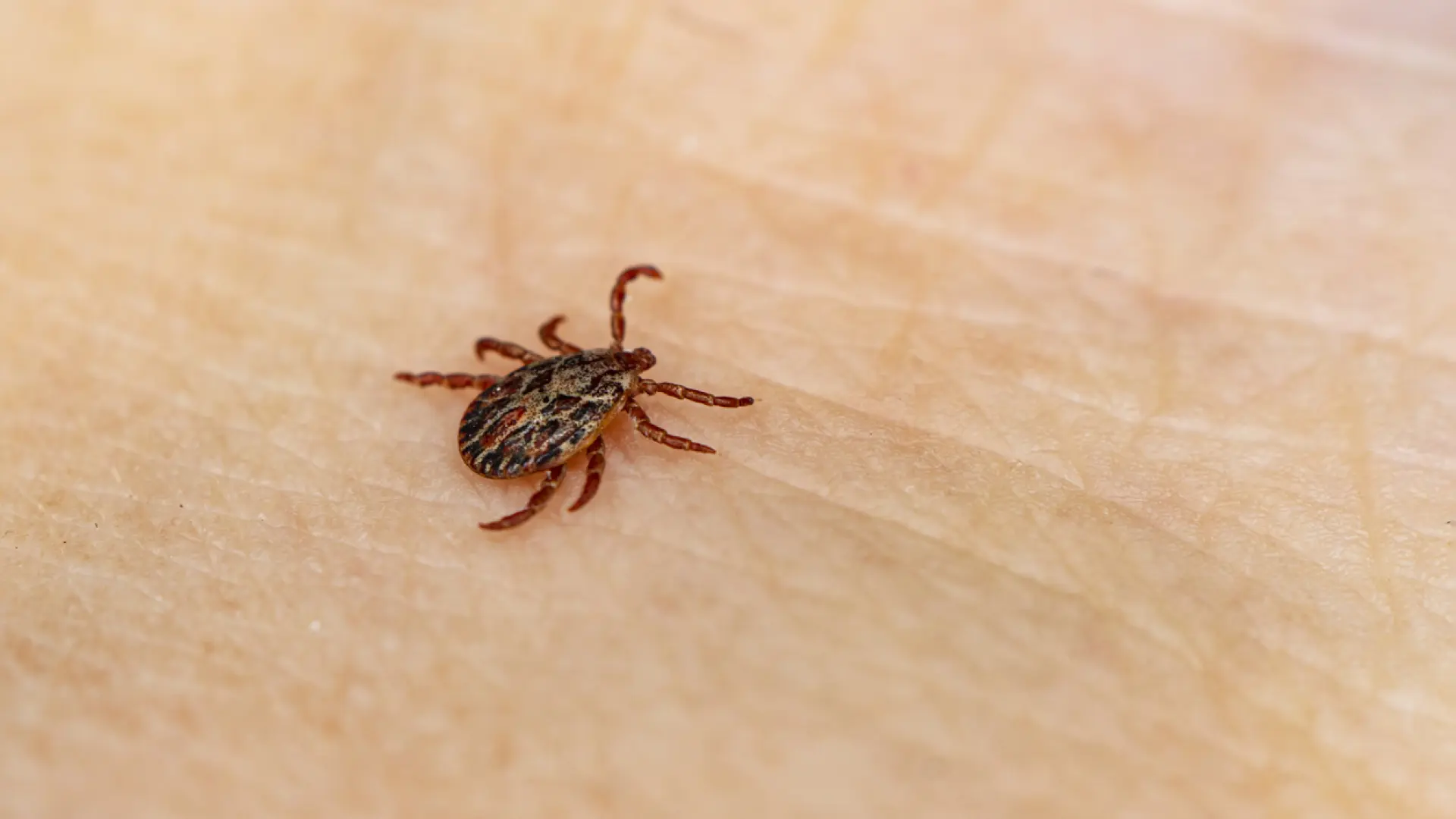 Una nueva vacuna contra la enfermedad de Lyme demuestra ser eficaz en todos los grupos de edad