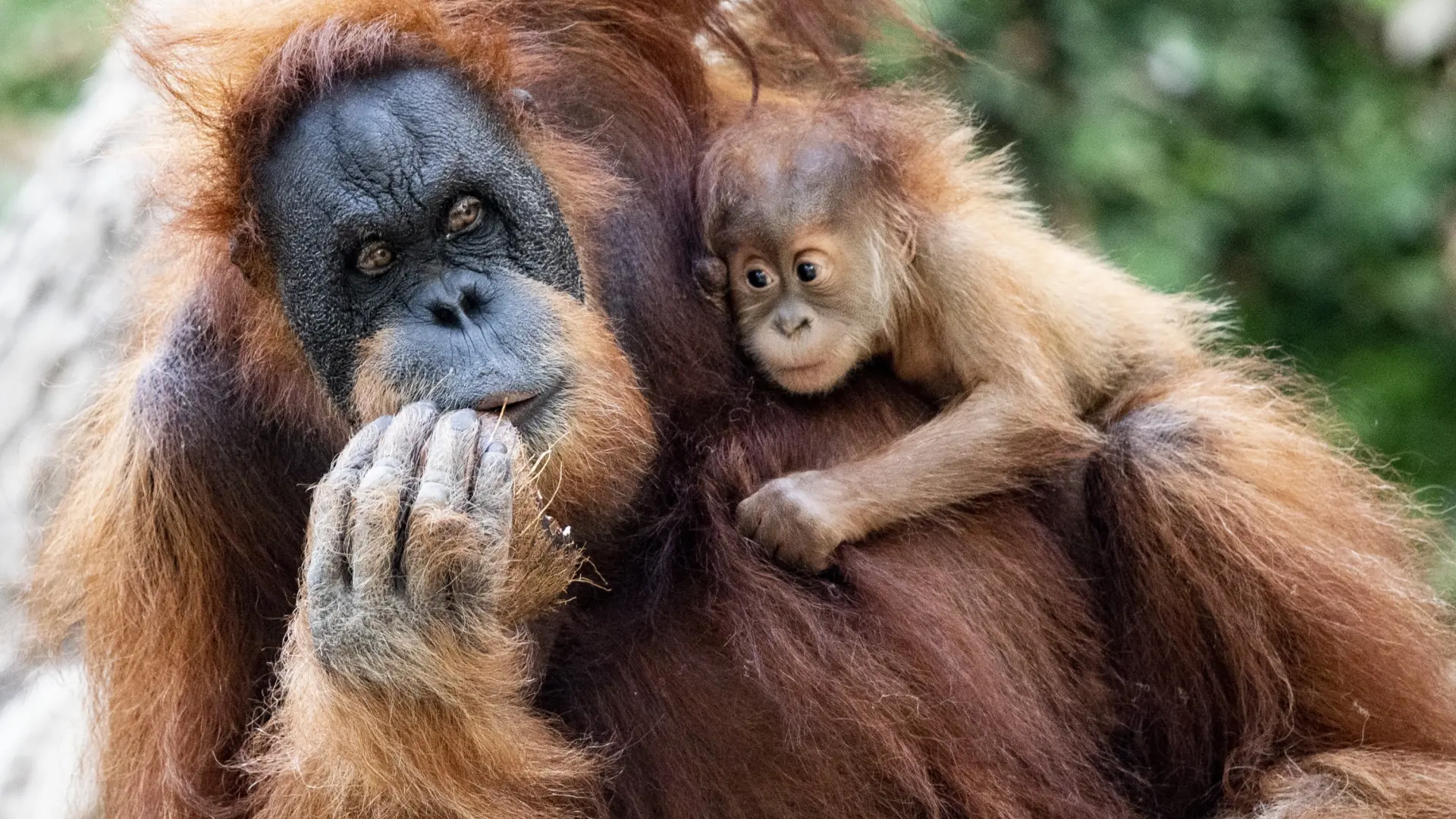 Cuatro orangutanes se escapan de su recinto en el zoo de Fráncfort