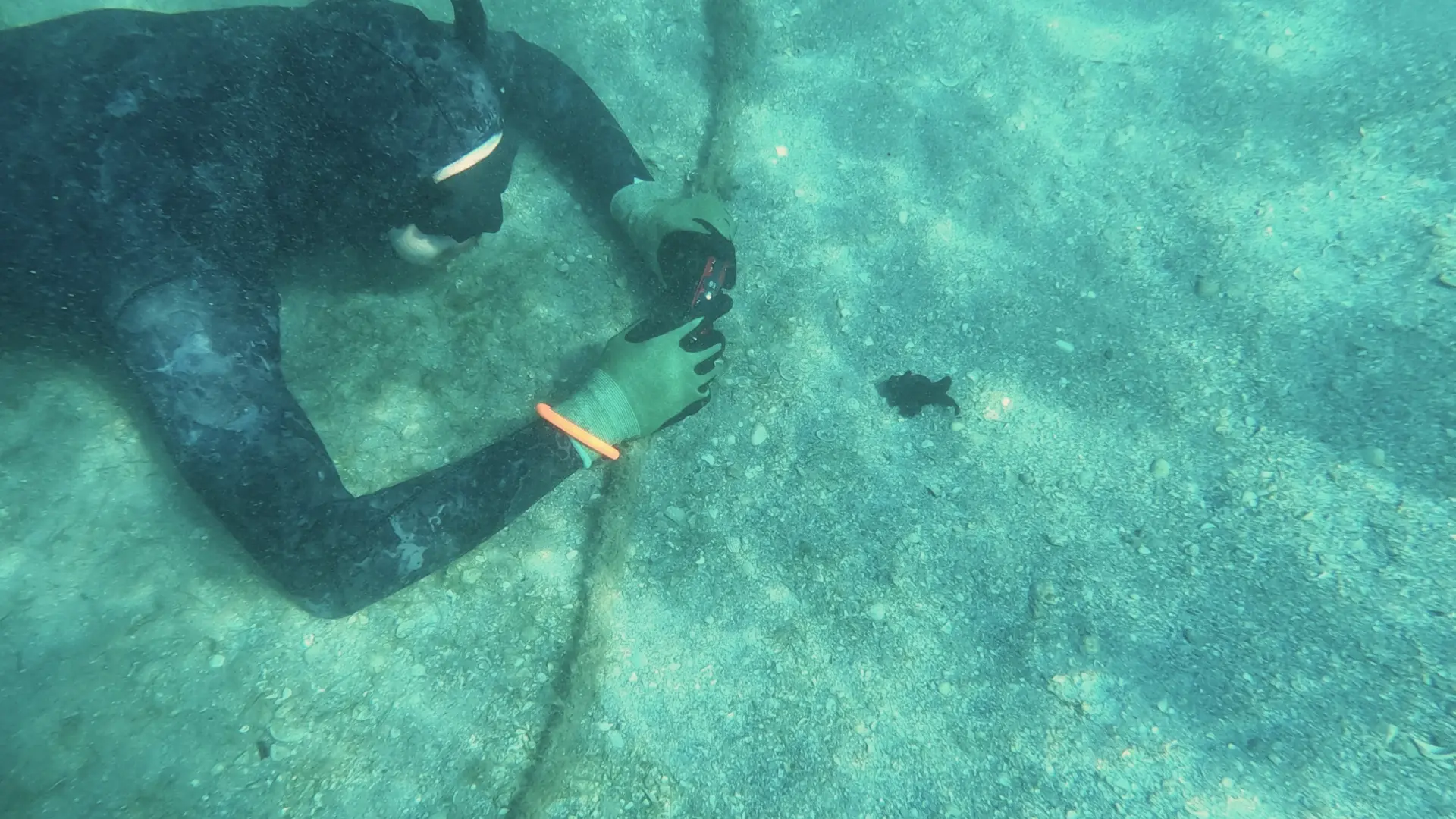 Científicos alertan de una enfermedad que amenaza a las estrellas de mar en Florida