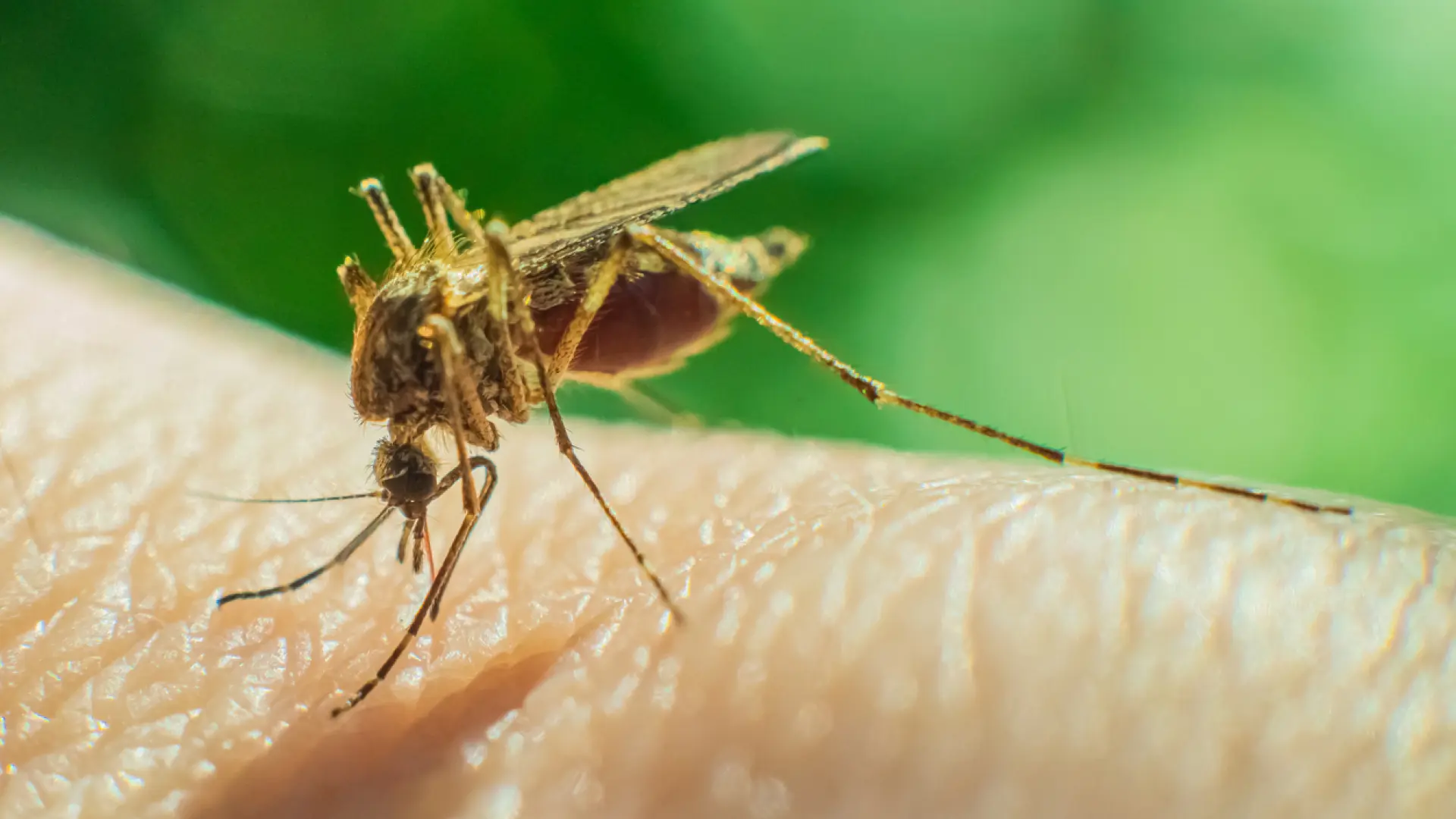 Se aproxima un verano "plagado de mosquitos" en España "Es el animal más letal del planeta"