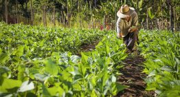 Sociedad de Agrónomos proponen creación de seguros agrícolas inteligentes en Venezuela