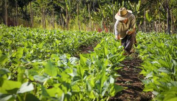Sociedad de Agrónomos proponen creación de seguros agrícolas inteligentes en Venezuela
