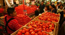 Puebla busca diversificar mercado externo del jitomate, ante aranceles de Trump