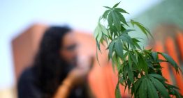 Buscan desmitificar uso del cannabis y lanzan encuesta sobre su consumo