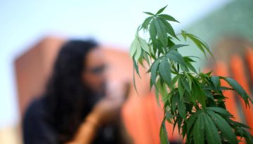 Buscan desmitificar uso del cannabis y lanzan encuesta sobre su consumo