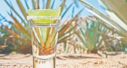 Día Internacional del Tequila: expansión, sofisticación y desafíos sustentables