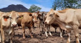 Engordadores de bovinos de Nuevo León enfrentan retrasos por filtros sanitarios contra gusano barrenador