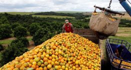 Brasil busca nuevos mercados tras arancel del 50% de Estados Unidos a sus alimentos