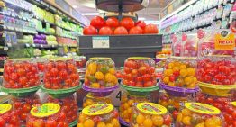 En vilo, 200,000 empleos tomateros: GCMA