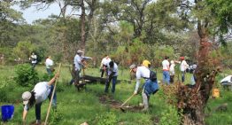 Agroindustria tequilera realiza reforestación en Bosque La Primavera