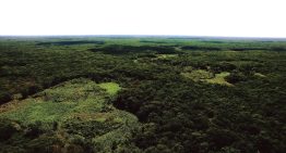 Alistan denuncias contra menonitas por desmonte de miles de hectáreas en la selva