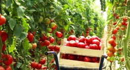 ¿Qué estados son los mayores productores de jitomate en México?