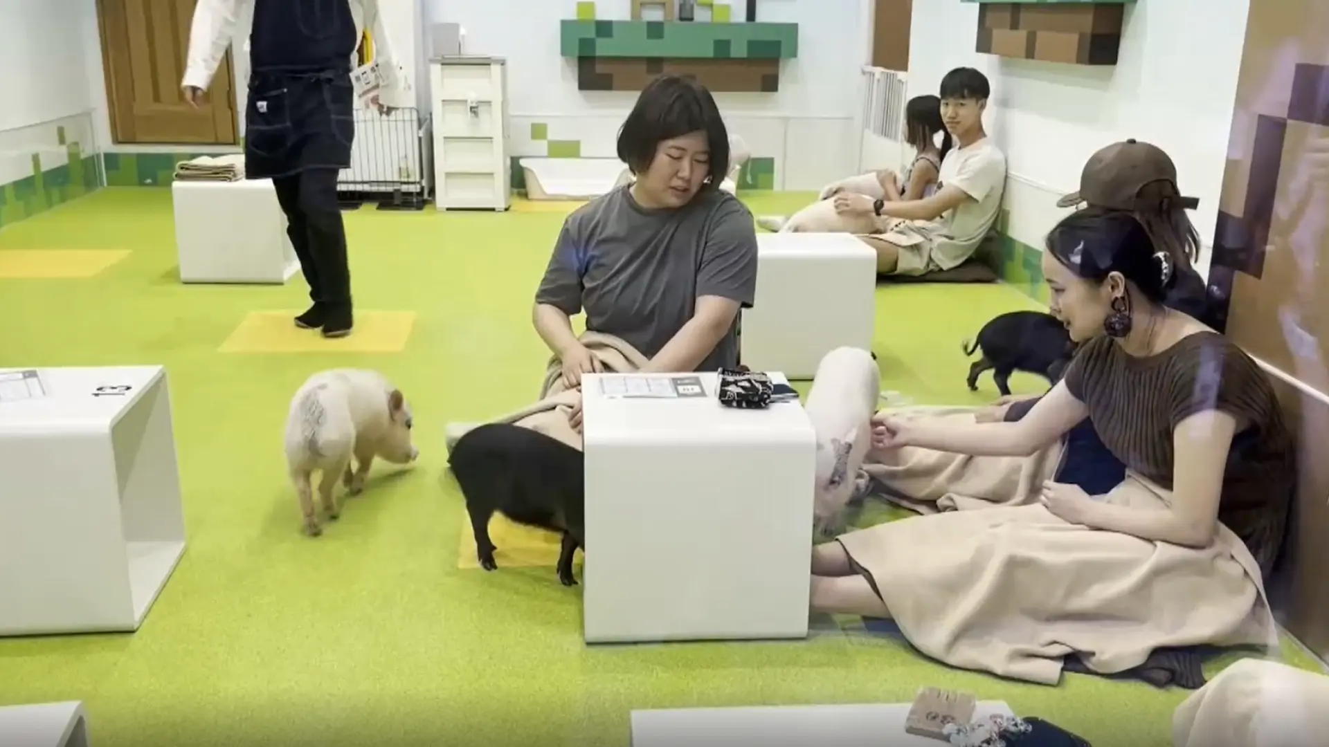 Cafeterías con animales: de tendencia viral a estar relacionadas con el tráfico ilegal en Japón