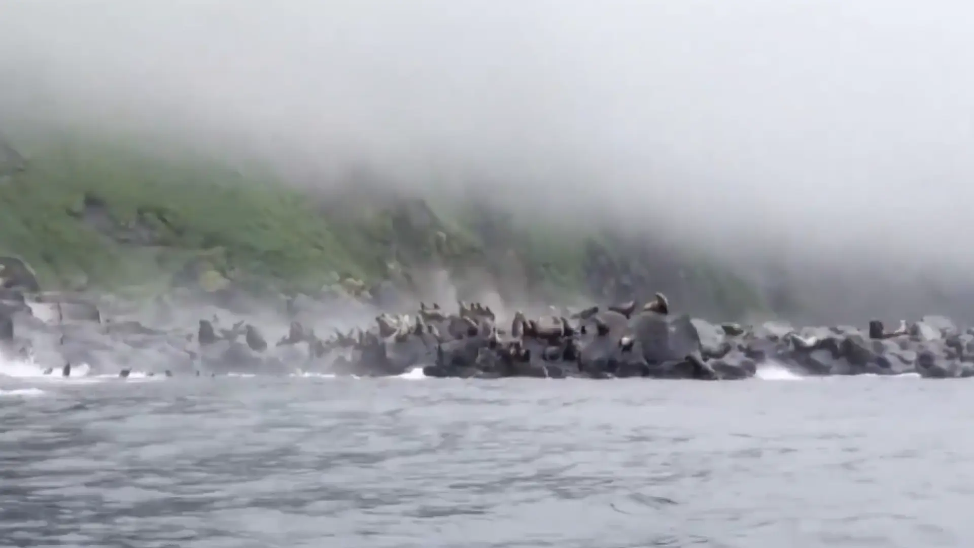 Una colonia de leones marinos huye atemorizada al mar por el potente terremoto en Kamchatka