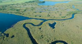 Armando Info: Los nuevos «colonos» del Delta del Orinoco acechan Santa Catalina
