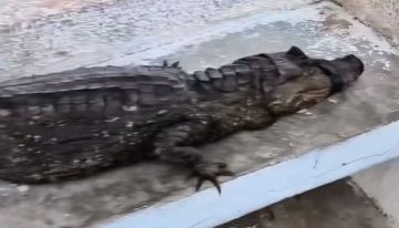 Ambientalistas rescataron a un cocodrilo herido y con manchas de petróleo en Zulia (VIDEO)