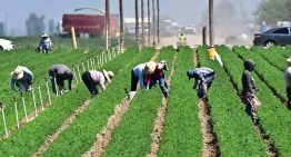 Terror en el trabajo: así dañan las redadas de inmigración la economía de EEUU