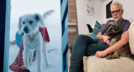 El motivo que llevó a James Gunn a convertir a su perro en superestrella de «Superman»