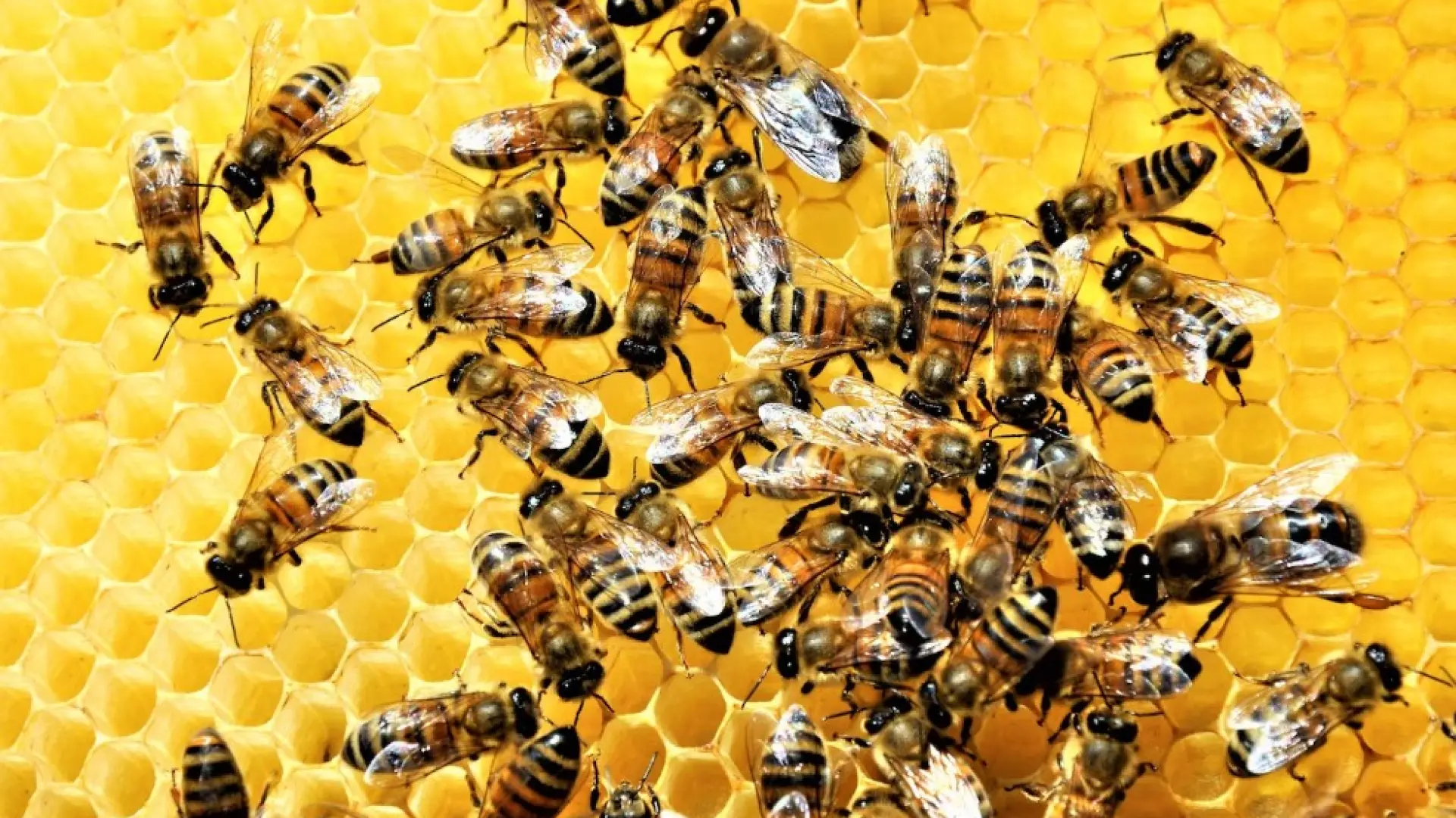 Una veintena de heridos, tres muy graves, por picaduras de abejas en el centro de Francia