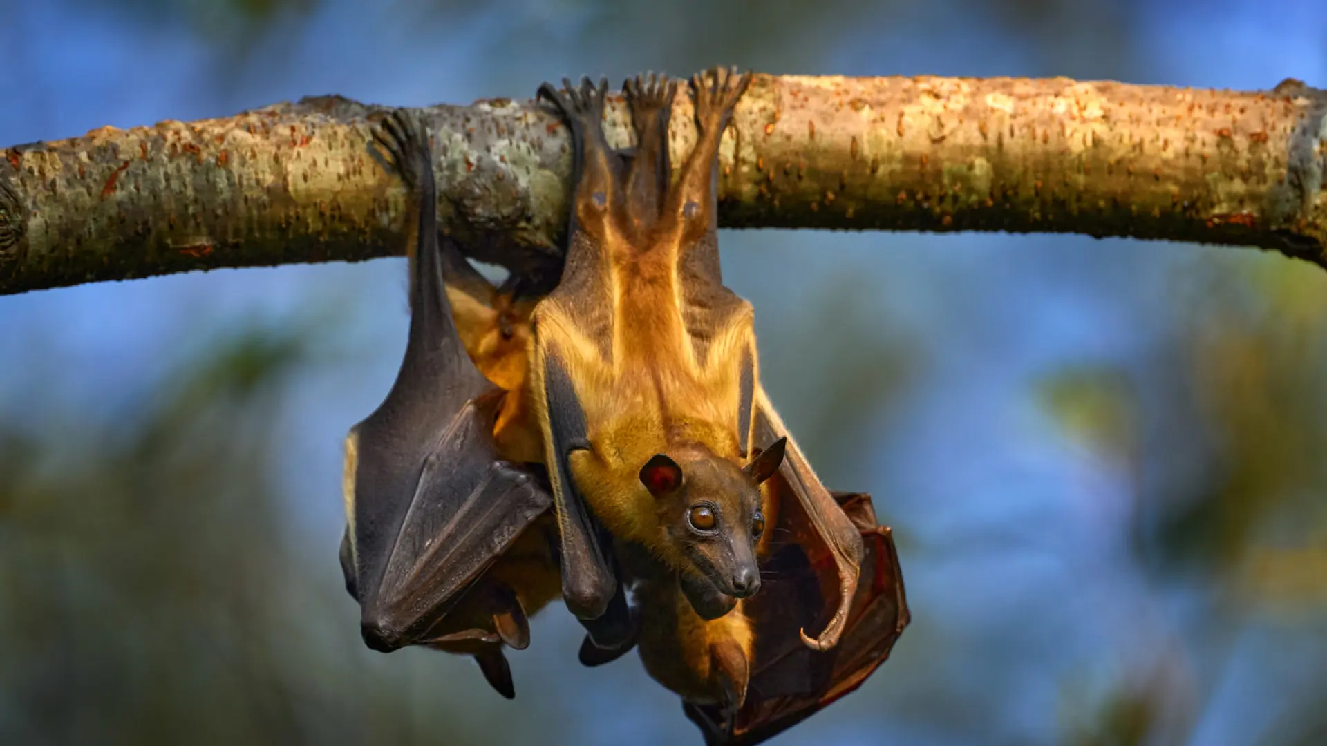 Virus Nipah: la peligrosa infección que ha matado a una joven en la India y que la OMS vigila como posible pandemia