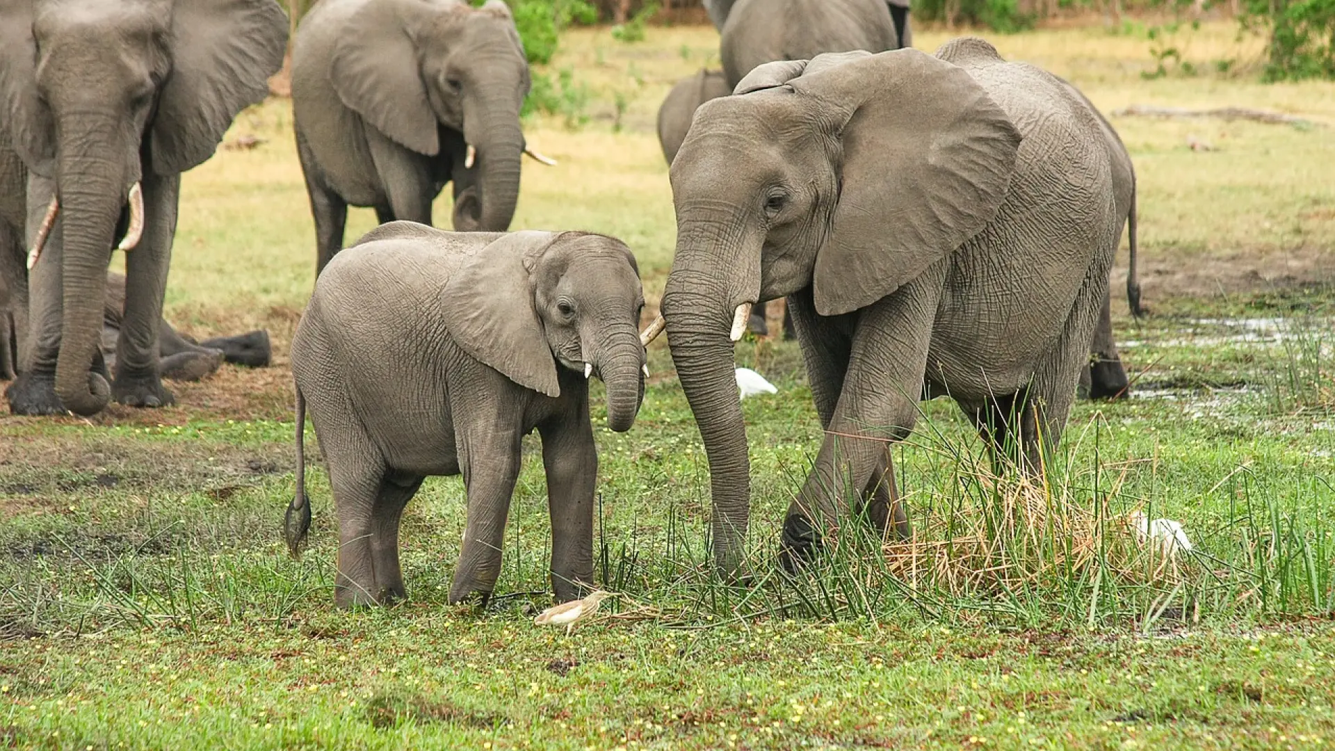 Mueren dos turistas al ser embestidas por un elefante durante un safari en Zambia