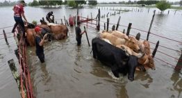 El planteamiento que hizo Fedenaga al chavismo para mitigar daños en sector de ganadería por lluvias