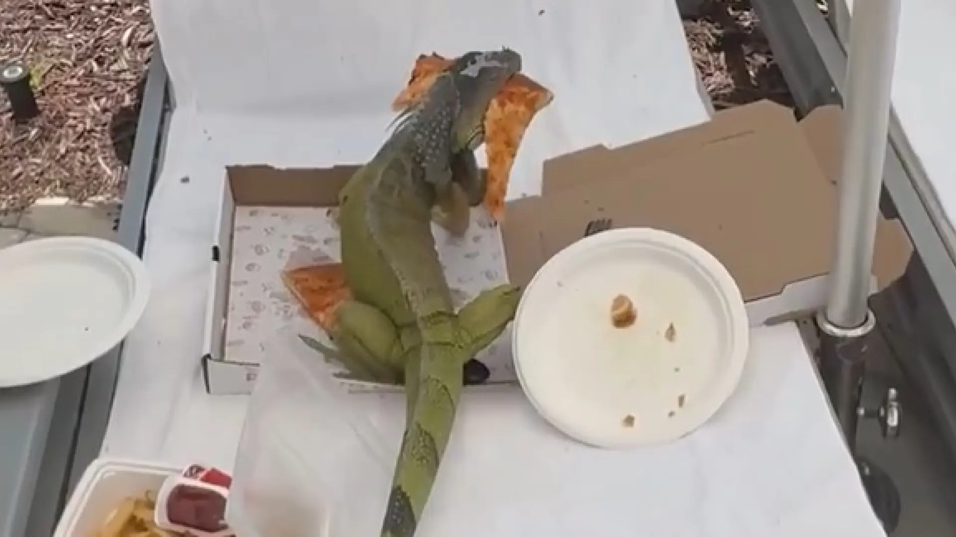 Pillan a una iguana robando un trozo de pizza en un resort de Florida