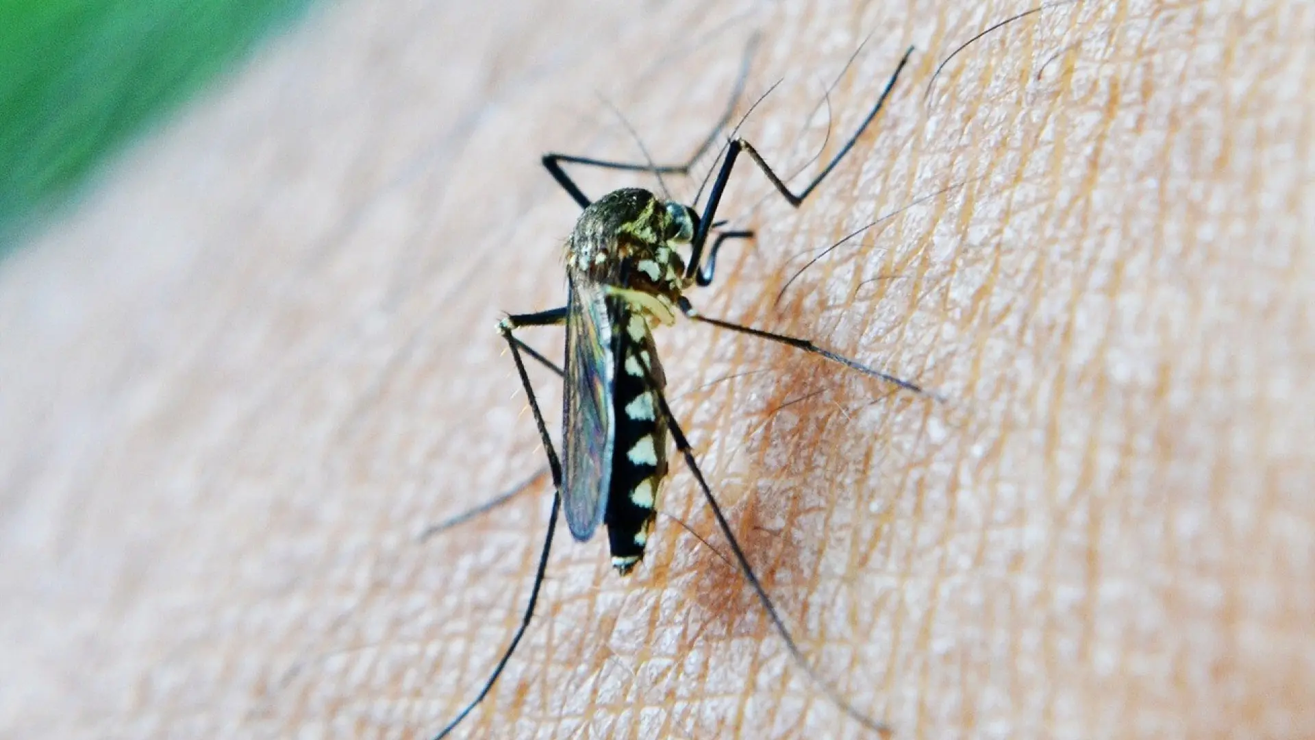 El virus del Nilo pone en alerta a Italia con dos muertos y 32 nuevos casos