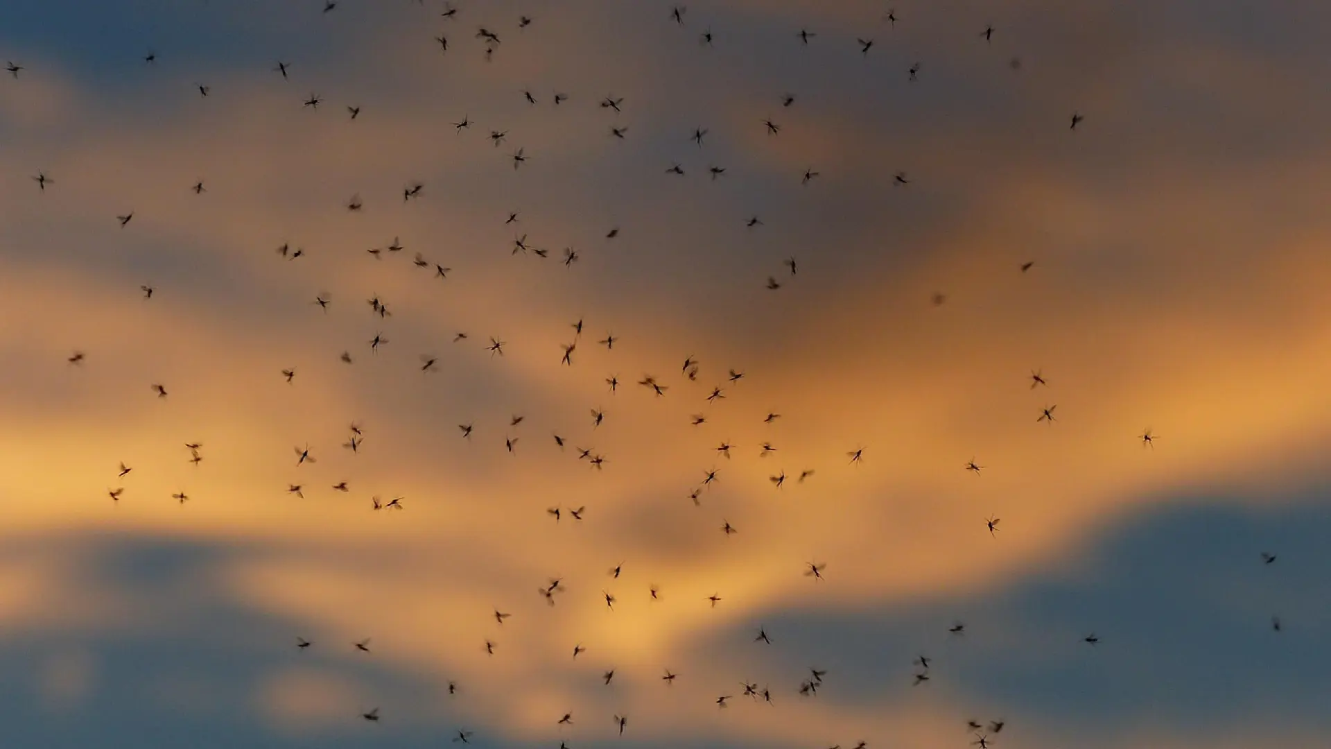 EE UU planea criar millones de moscas y arrojarlas desde aviones sobre México para protegerse de una plaga