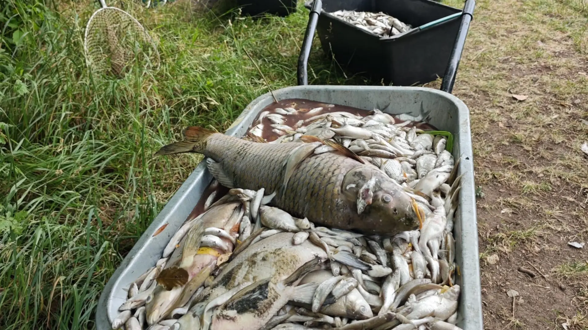 Una ola de calor provoca la muerte de 11 toneladas de peces en un lago