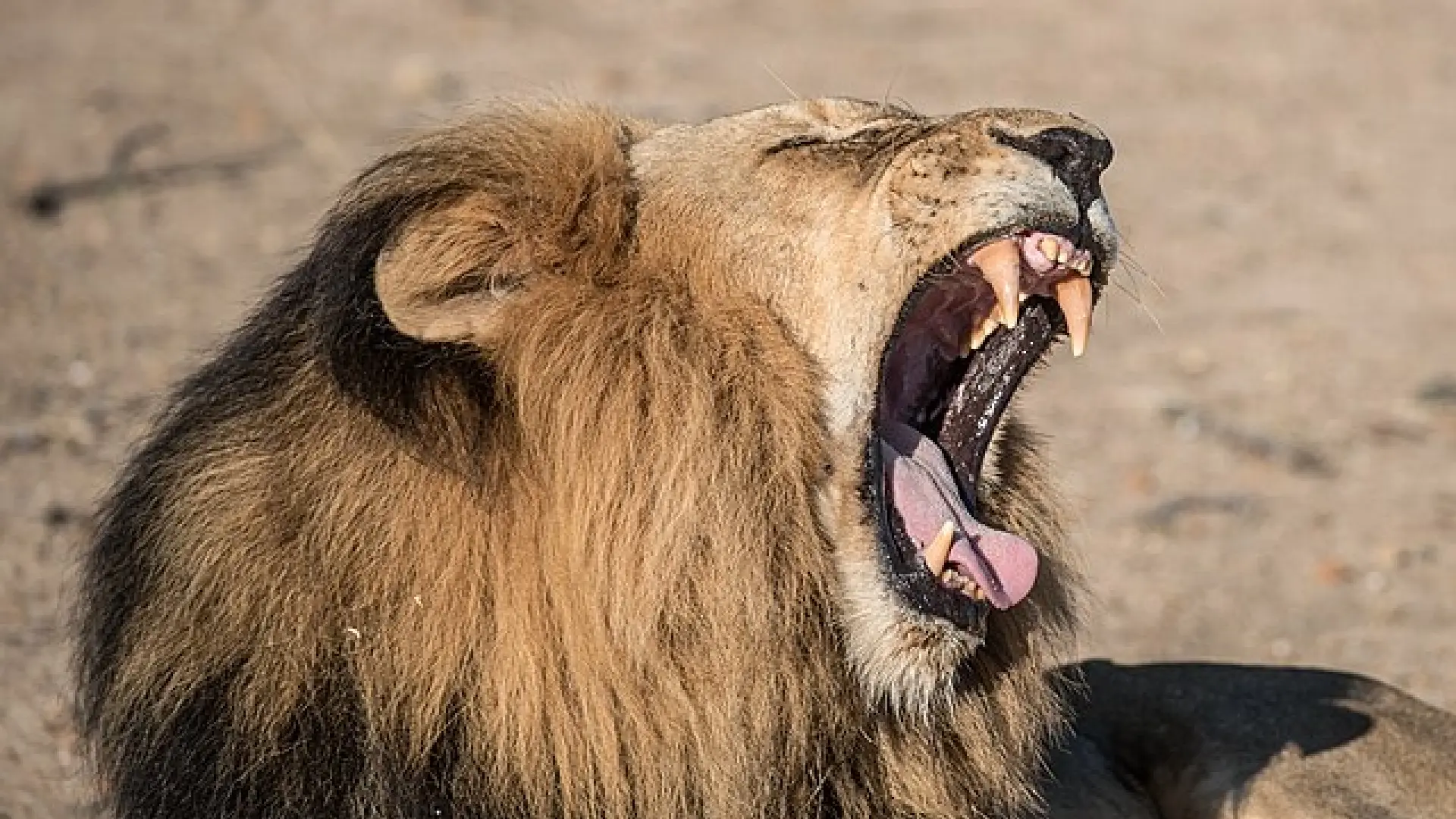 Dos ataques de leones con pocas horas de diferencia: una víctima grave en Australia y otra leve en Turquía